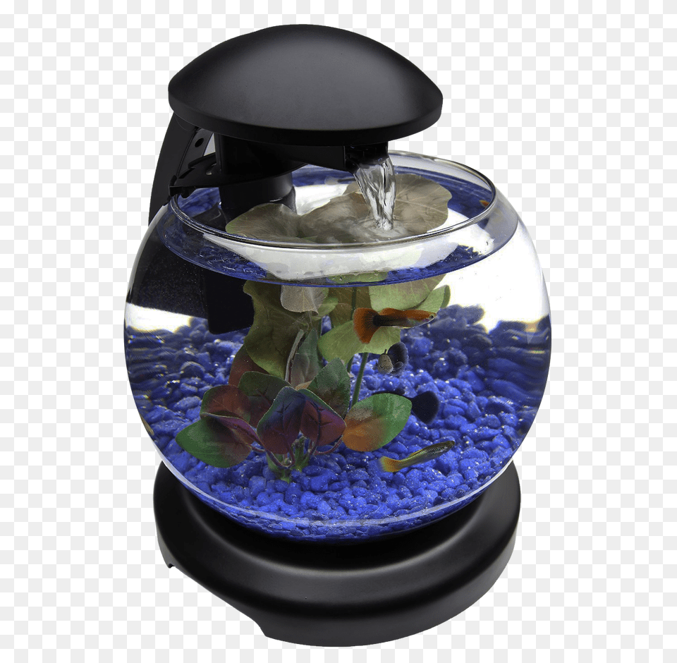 Pngpix Com Glob Aquarium Fish Tank Transparent Image, Animal, Sea Life, Water Free Png