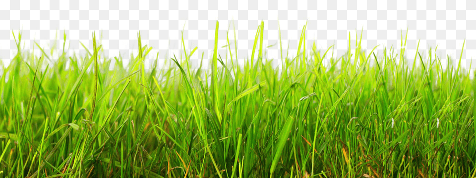 Pngpix Com Grass Transparent Image, Plant, Vegetation, Lawn, Field Free Png Download