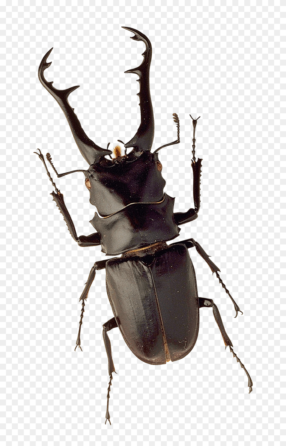 Pngpix Com Insect Image, Animal, Adult, Female, Person Png