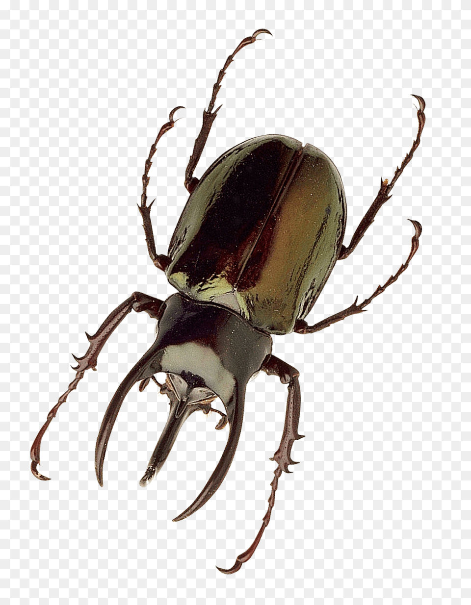 Pngpix Com Insect Transparent Image, Animal, Invertebrate, Spider, Dung Beetle Free Png Download
