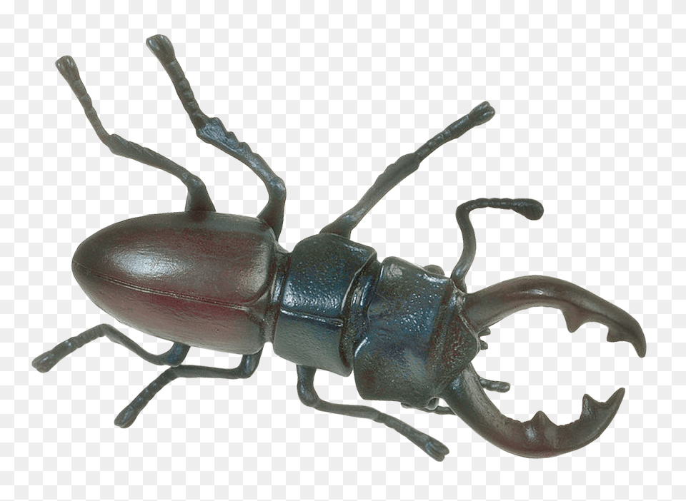 Pngpix Com Insect Transparent Animal, Invertebrate Png Image