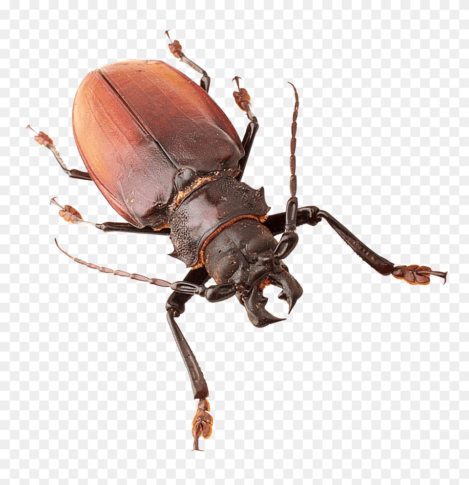 Pngpix Com Insect Transparent Image, Animal, Invertebrate, Spider Free Png Download