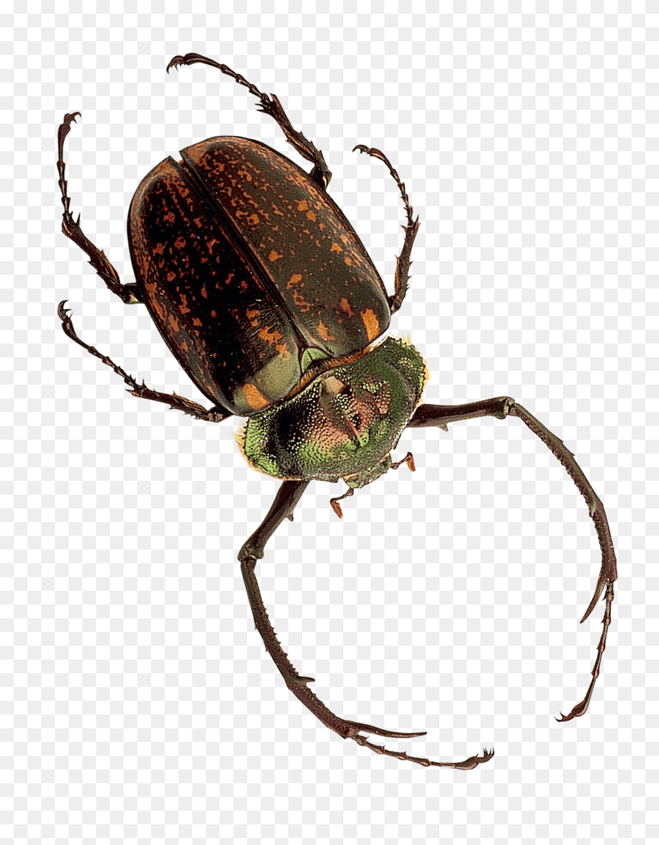 Pngpix Com Insect Image, Animal, Invertebrate Free Transparent Png