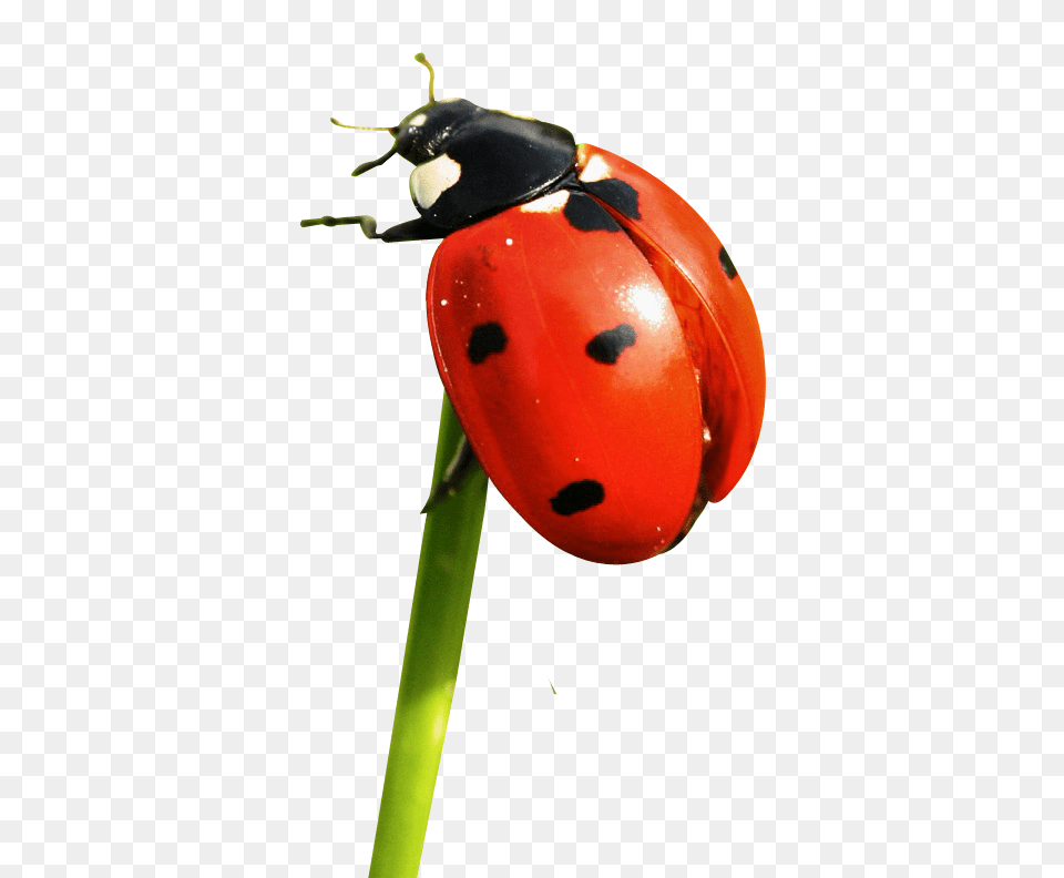 Pngpix Com Ladybug Image, Flower, Plant, Animal, Insect Free Png