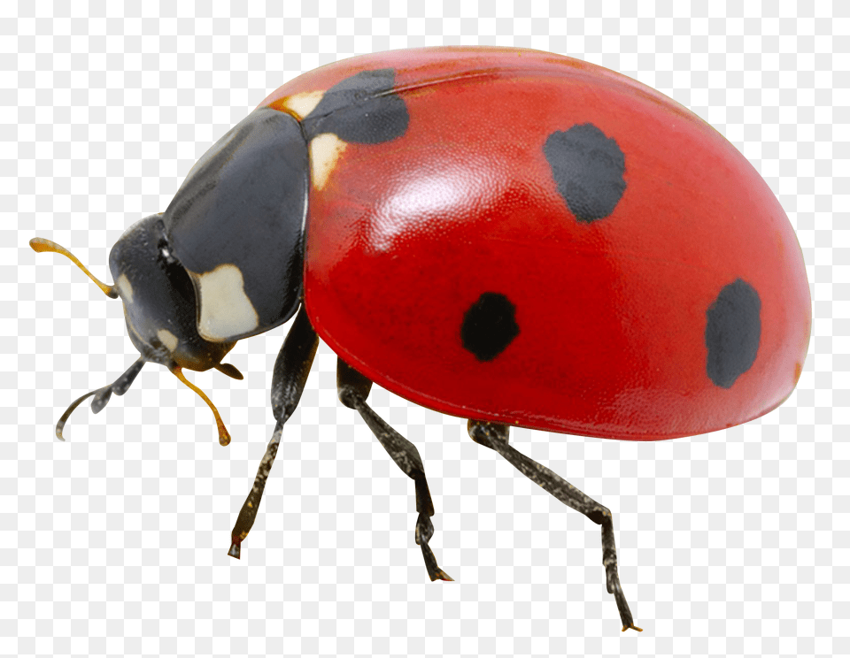 Pngpix Com Ladybug Transparent Animal, Insect, Invertebrate Png Image