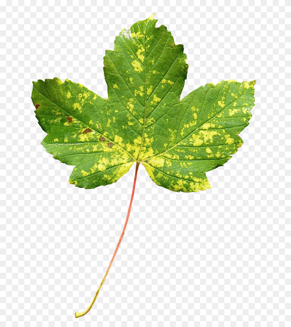 Pngpix Com Maple Leaf Image 1, Plant, Tree, Maple Leaf Free Transparent Png