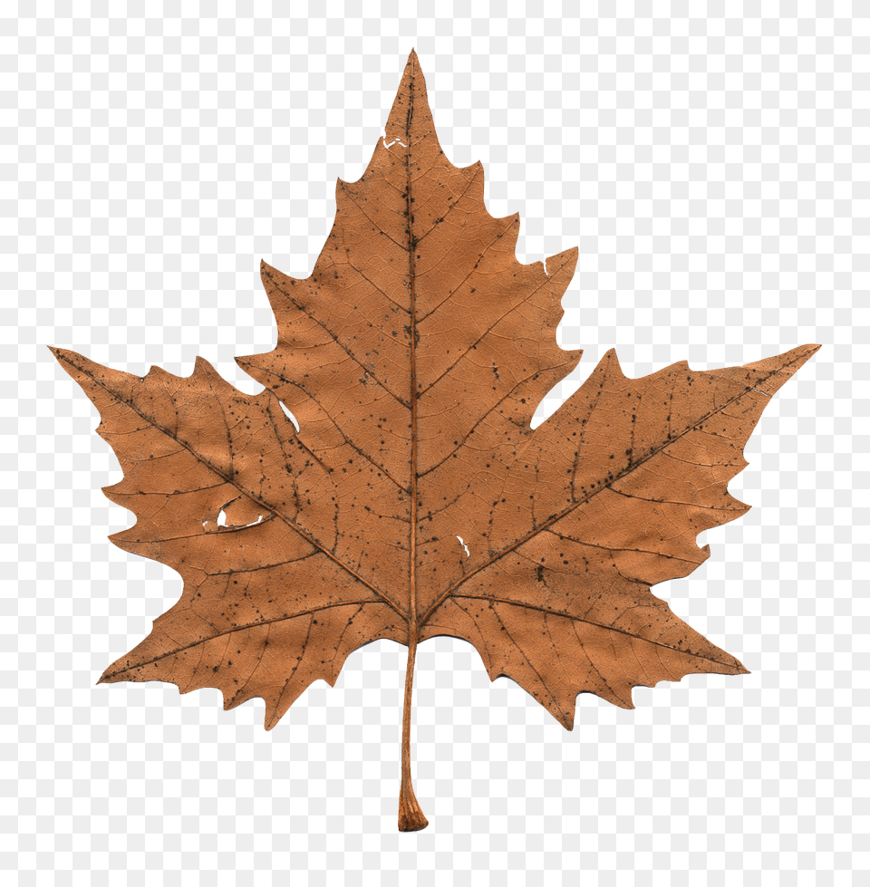 Pngpix Com Maple Leaf Transparent Plant, Tree, Maple Leaf Png Image