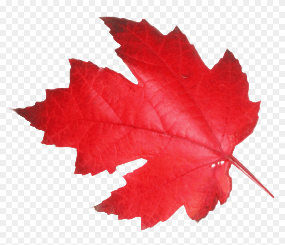 Pngpix Com Maple Leaf Transparent Image, Plant, Tree, Maple Leaf Free Png Download
