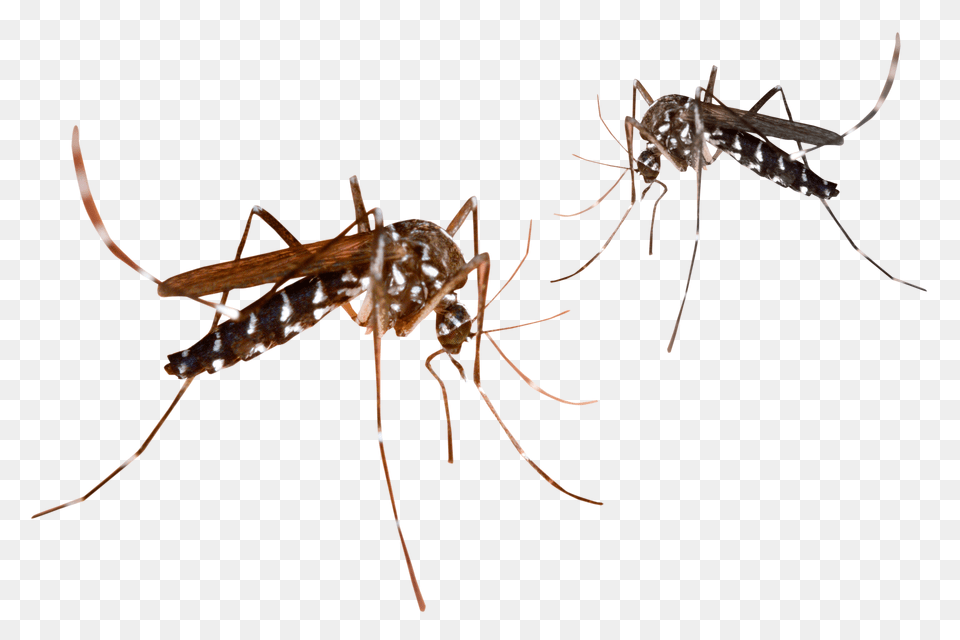 Pngpix Com Mosquito Transparent Animal, Insect, Invertebrate Png Image