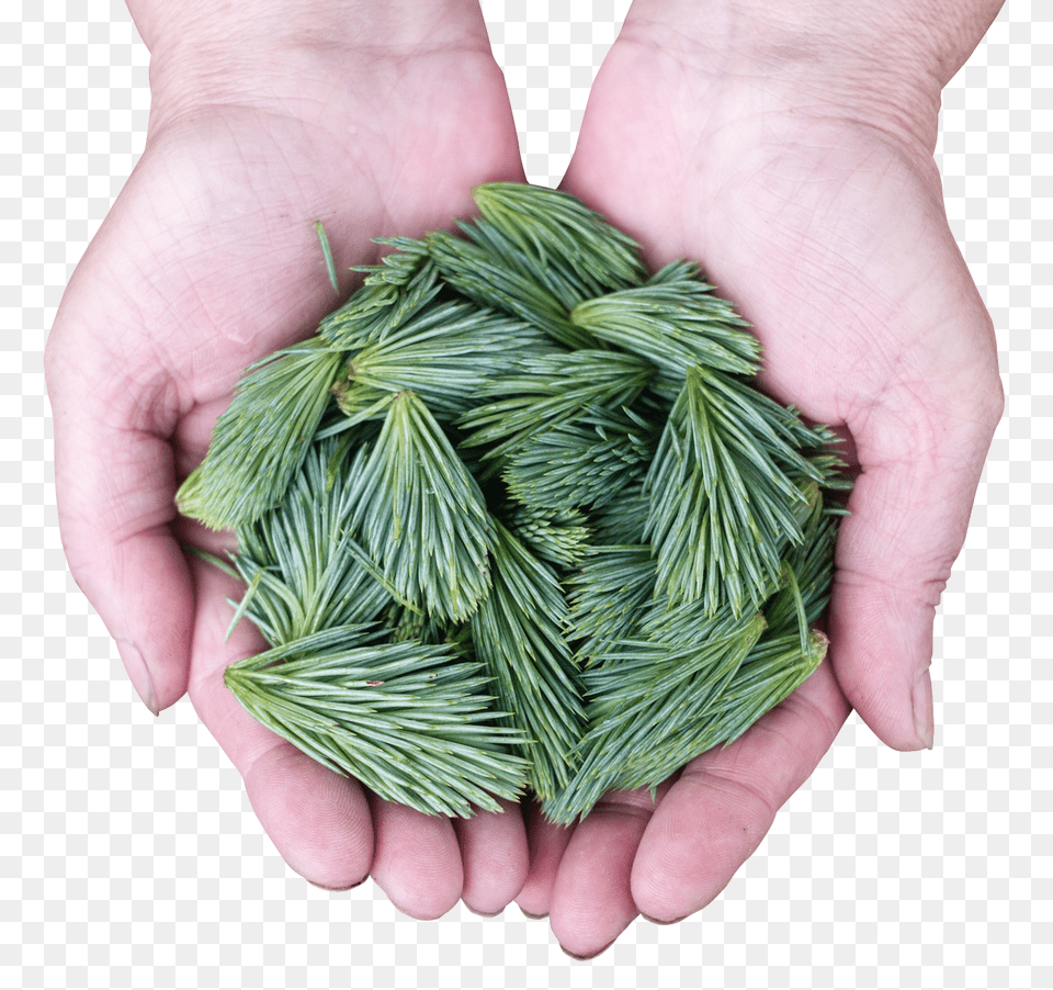Pngpix Com Pine Leaves Transparent, Fir, Plant, Tree, Conifer Png