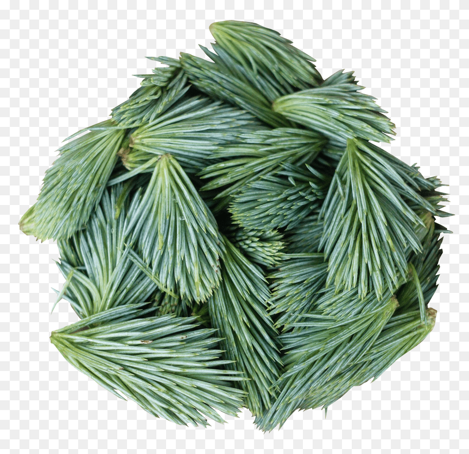 Pngpix Com Pine Leaves Image, Plant, Tree, Conifer, Fir Free Transparent Png