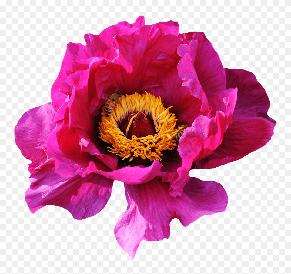 Pngpix Com Pink Rose Flower, Plant, Pollen, Animal, Invertebrate Free Png