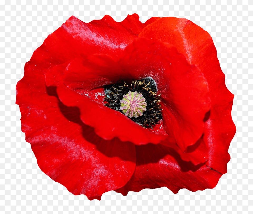 Pngpix Com Poppy Flower Image, Plant, Pollen, Rose, Anemone Free Png