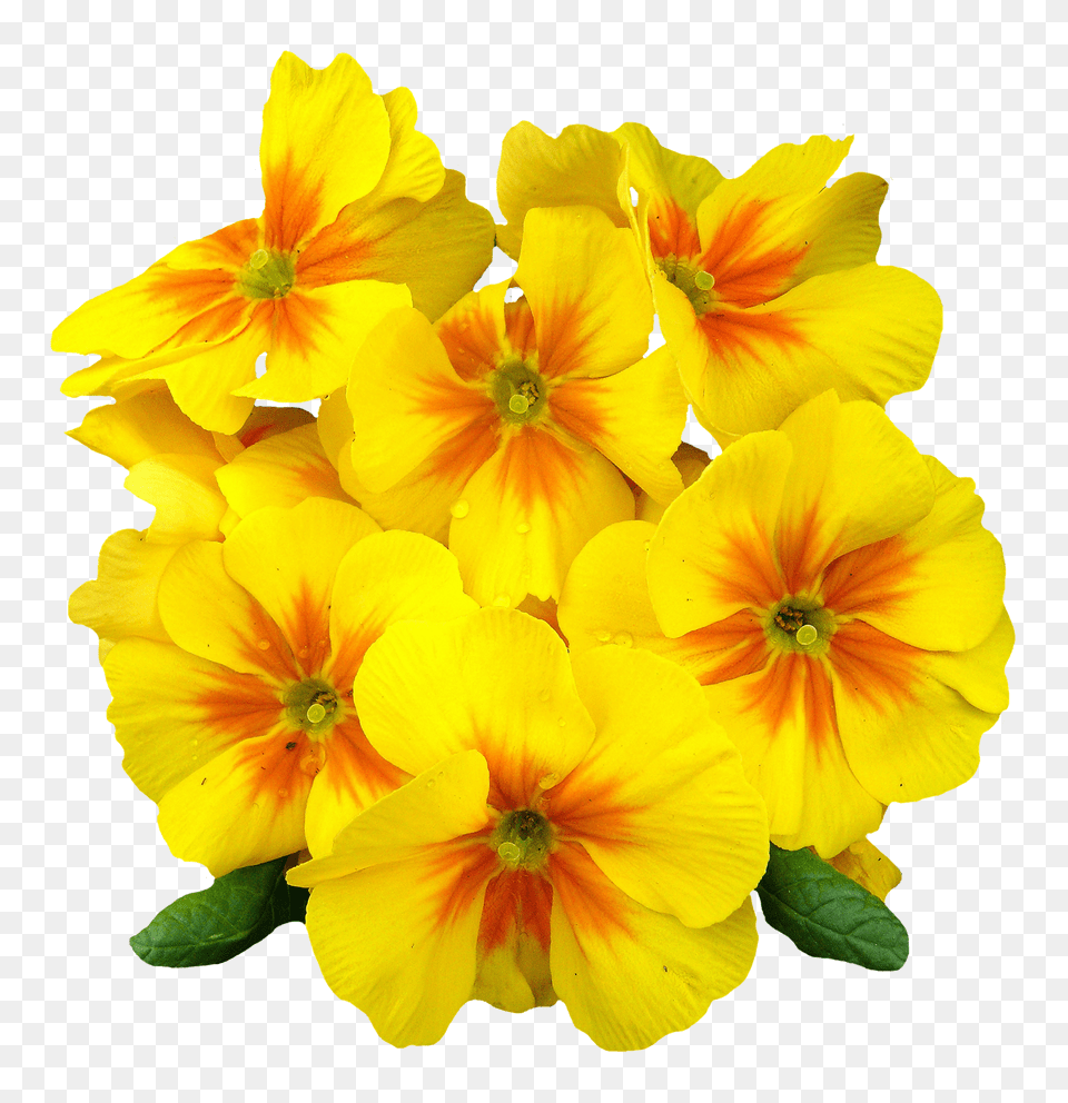 Pngpix Com Primrose Flower Image, Geranium, Plant, Petal, Daffodil Free Png Download