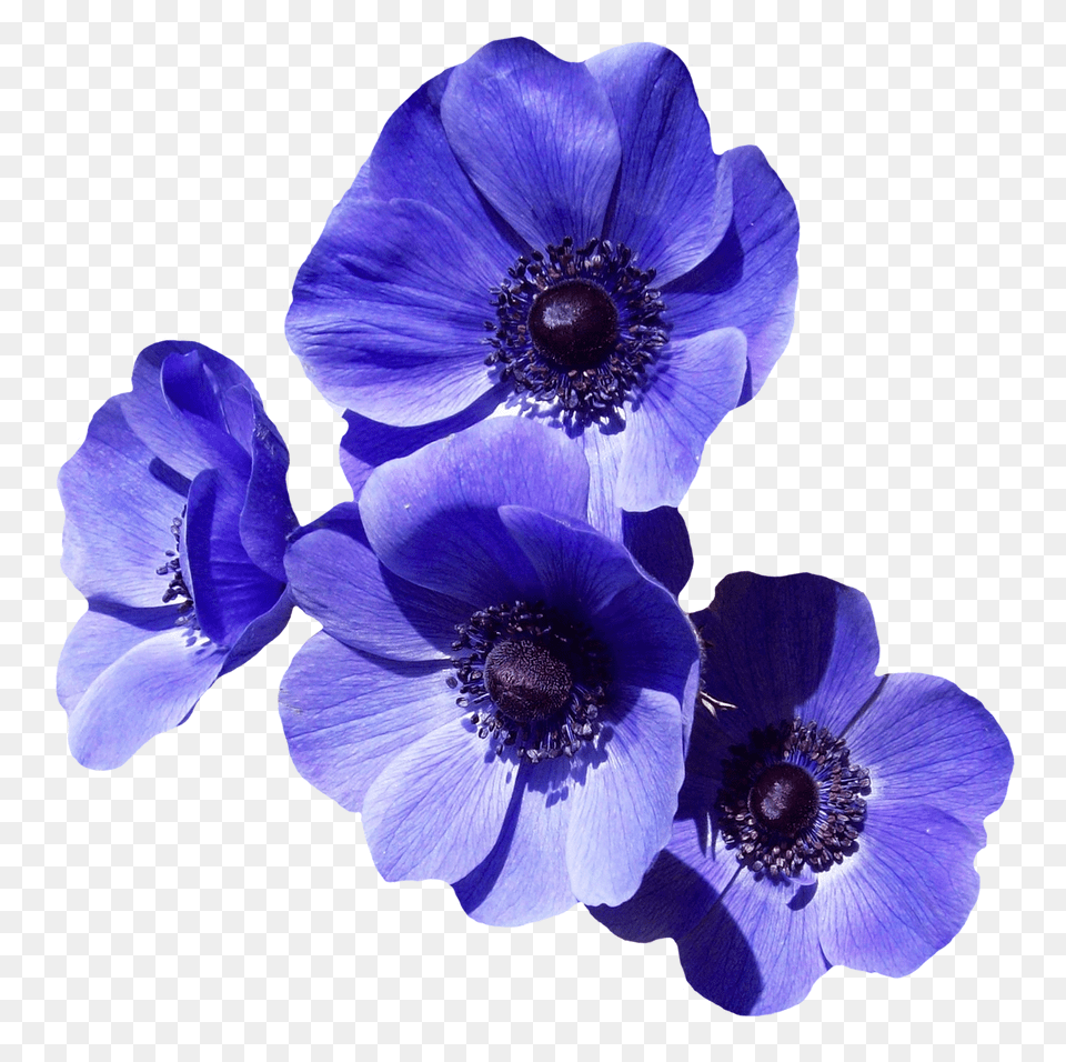 Pngpix Com Purple Flower Transparent Image, Anemone, Plant, Pollen Png