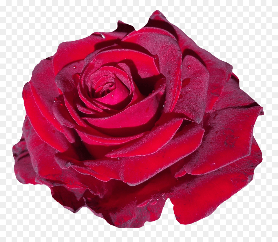 Pngpix Com Red Rose Flower, Plant Png