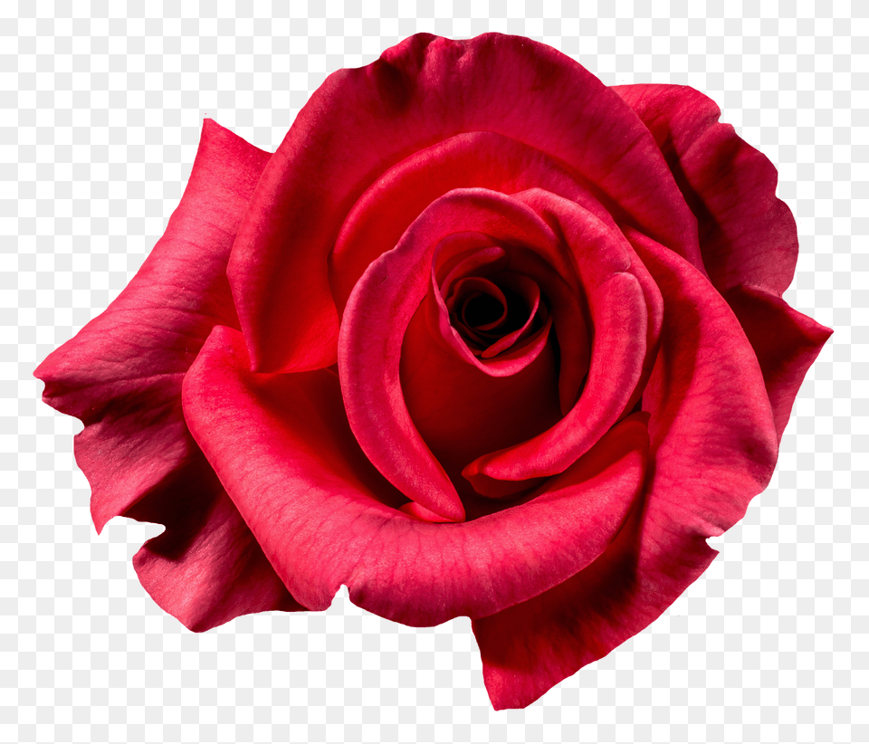 Pngpix Com Red Rose Flower Top View Image, Plant Free Png Download