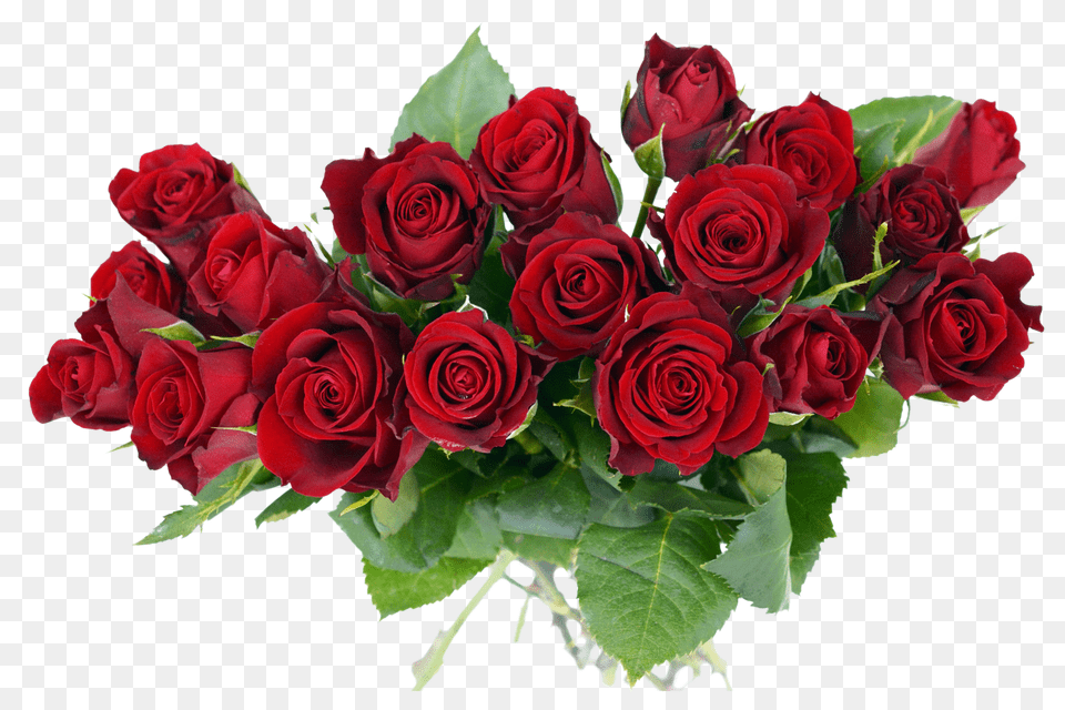 Pngpix Com Rose Bouquet Transparent Image, Flower, Flower Arrangement, Flower Bouquet, Plant Free Png