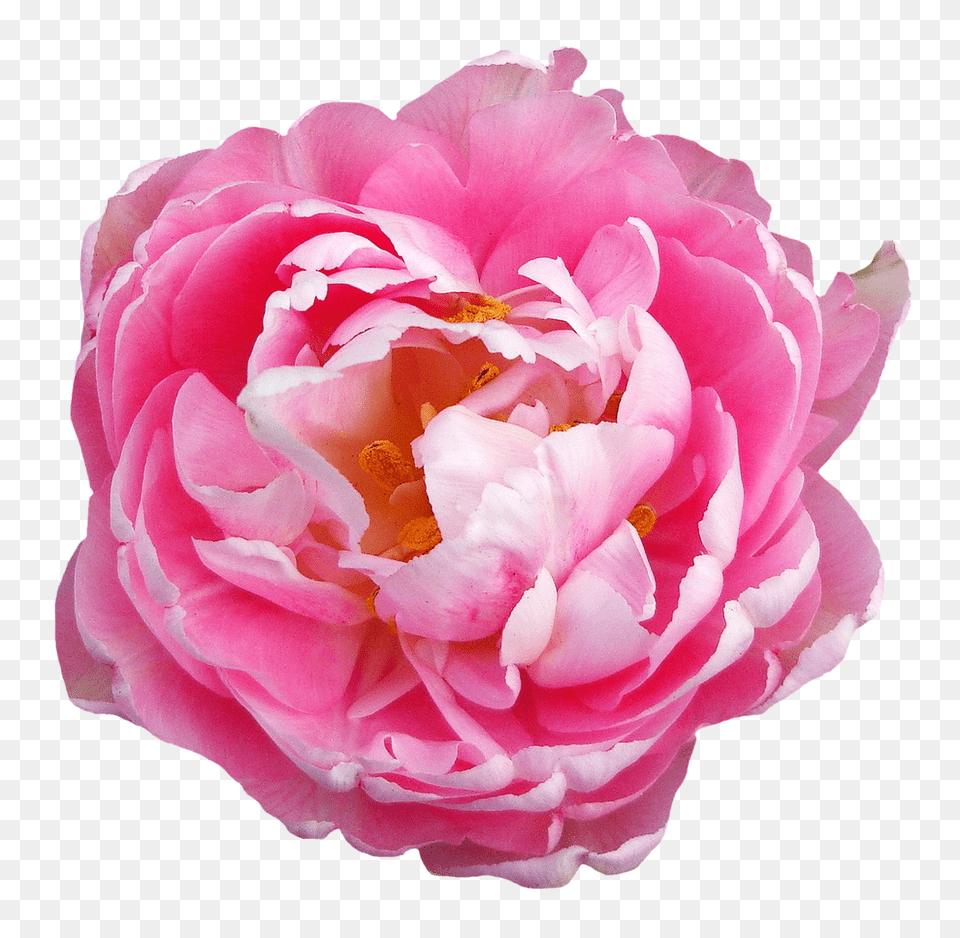 Pngpix Com Rose Flower Pink, Plant, Peony, Dahlia Free Png