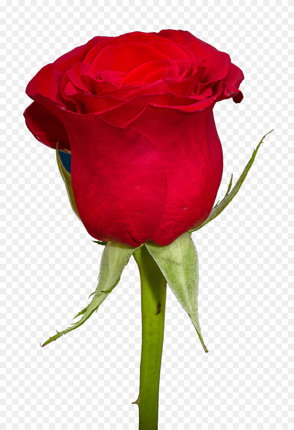 Pngpix Com Rose Transparent Flower, Plant Png Image