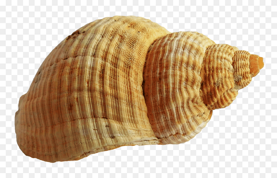 Pngpix Com Sea Shell Image 2, Animal, Sea Life, Invertebrate, Seashell Png