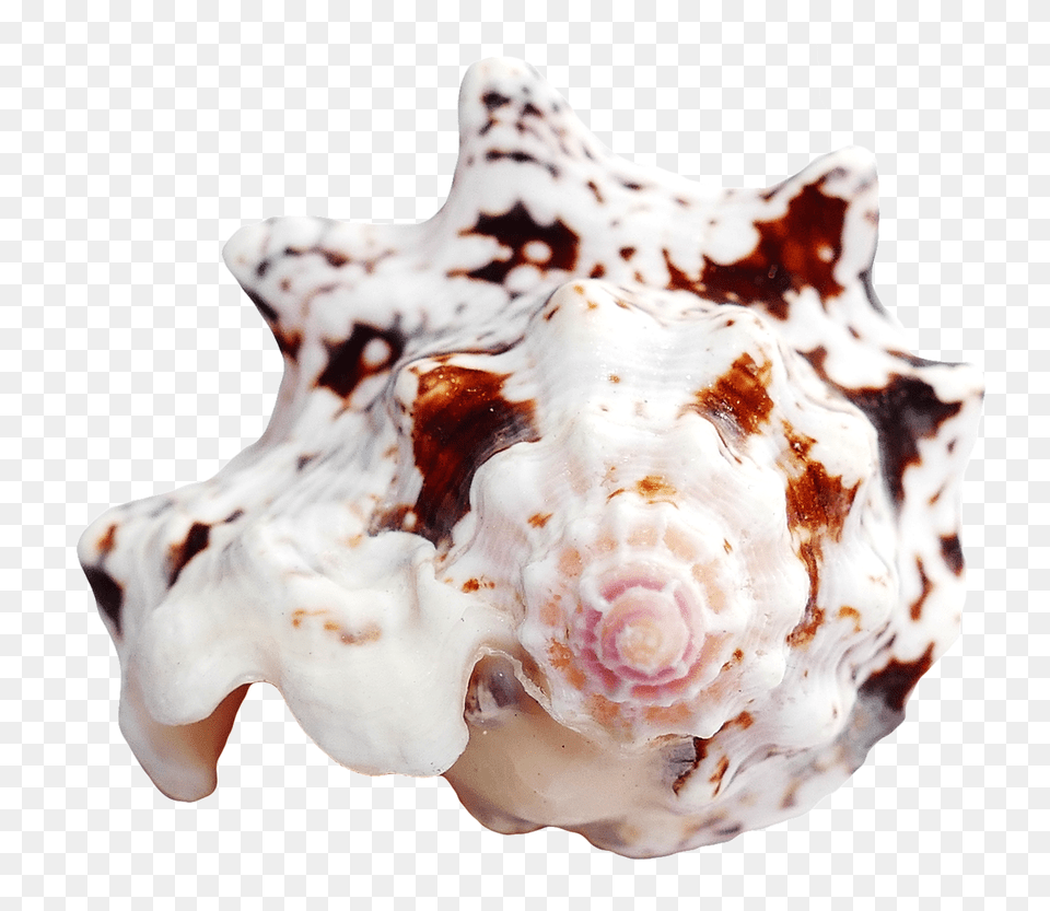 Pngpix Com Sea Shell Image, Animal, Invertebrate, Sea Life, Seashell Free Transparent Png