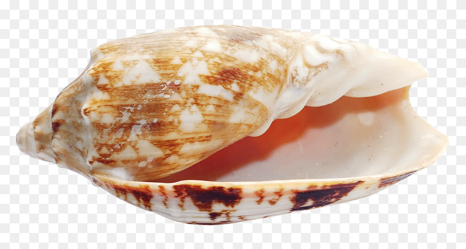 Pngpix Com Sea Shell Transparent, Animal, Clam, Food, Invertebrate Free Png