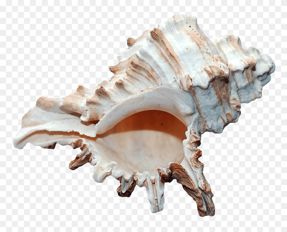Pngpix Com Sea Shell Transparent, Animal, Invertebrate, Sea Life, Seashell Free Png