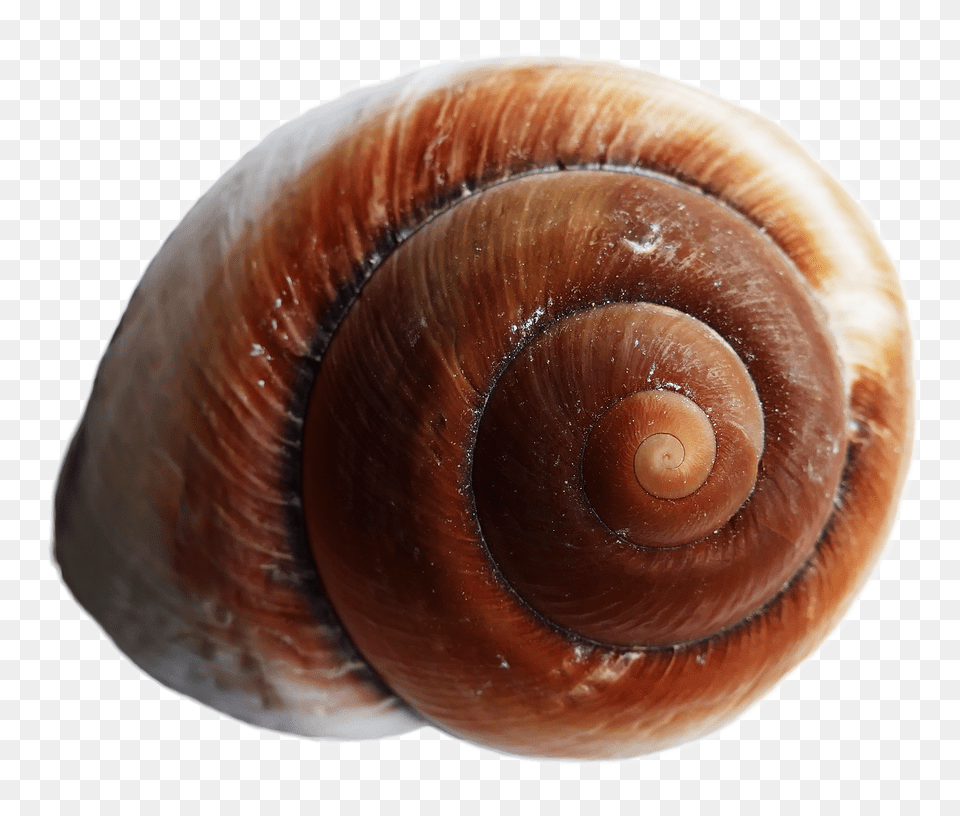 Pngpix Com Sea Shell Transparent, Animal, Invertebrate, Sea Life, Seashell Png Image