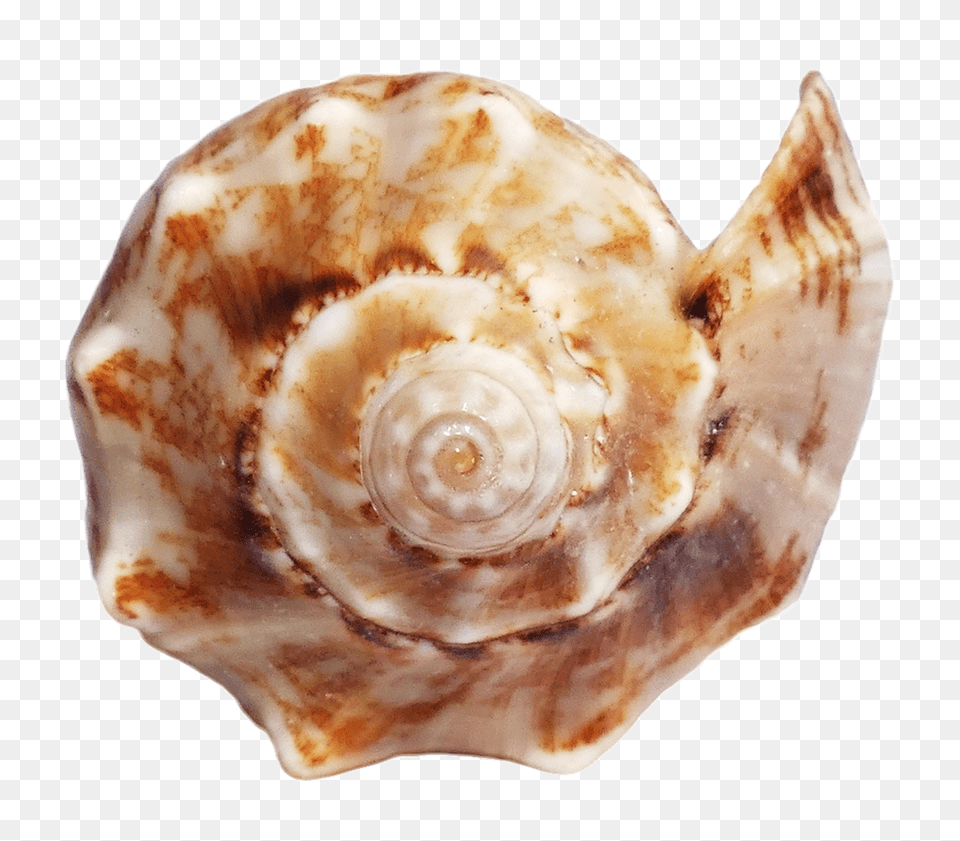 Pngpix Com Sea Shell Transparent, Animal, Invertebrate, Sea Life, Seashell Png Image