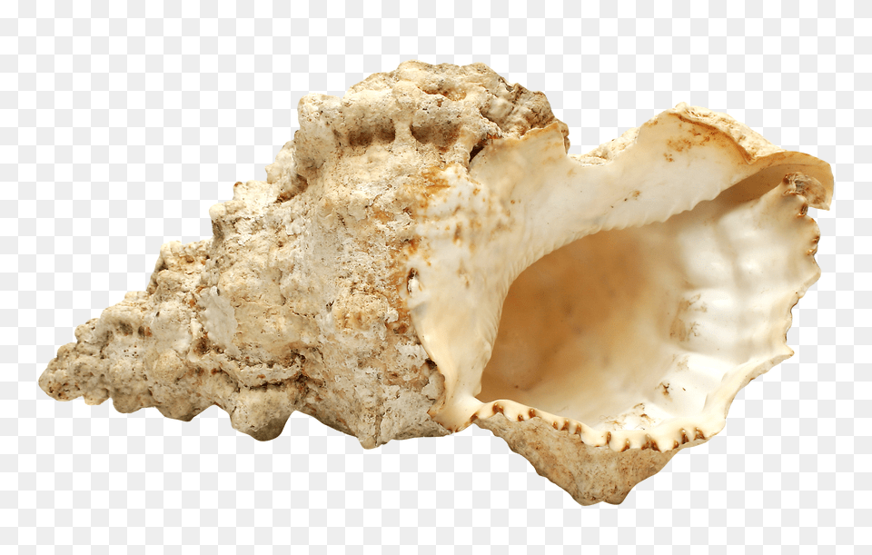 Pngpix Com Sea Shell Transparent, Animal, Invertebrate, Sea Life, Seashell Free Png