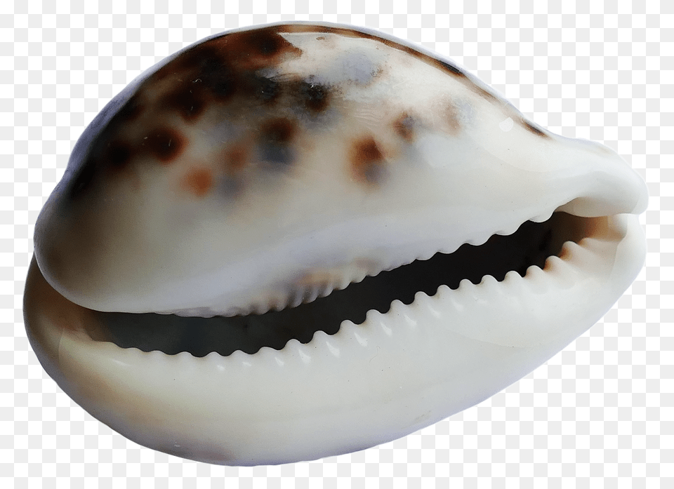 Pngpix Com Sea Shell Transparent, Animal, Clam, Food, Invertebrate Png