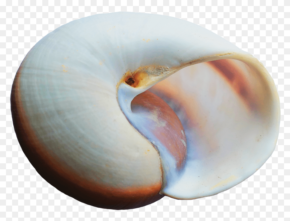 Pngpix Com Sea Shell Transparent, Animal, Clam, Food, Invertebrate Png Image