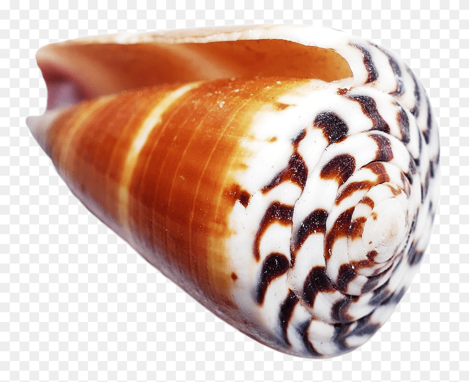 Pngpix Com Sea Shell Transparent Image, Animal, Invertebrate, Sea Life, Seashell Free Png Download