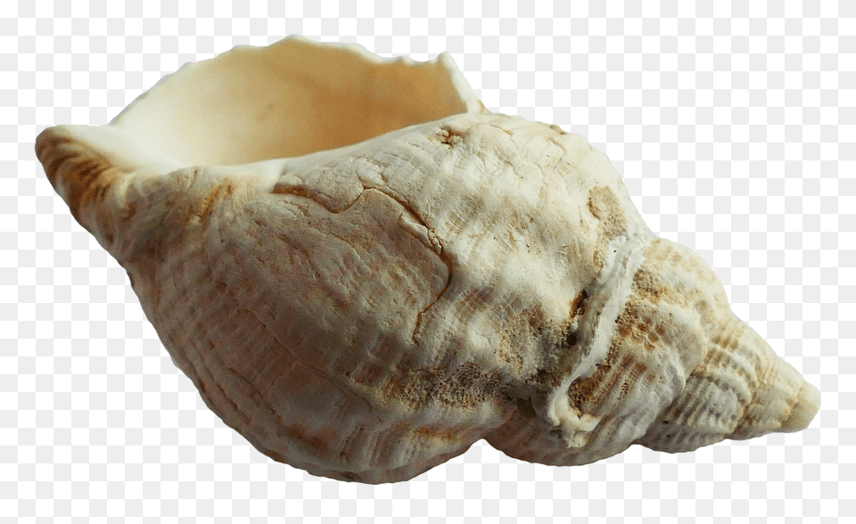 Pngpix Com Sea Shell Transparent Image, Animal, Invertebrate, Sea Life, Seashell Free Png