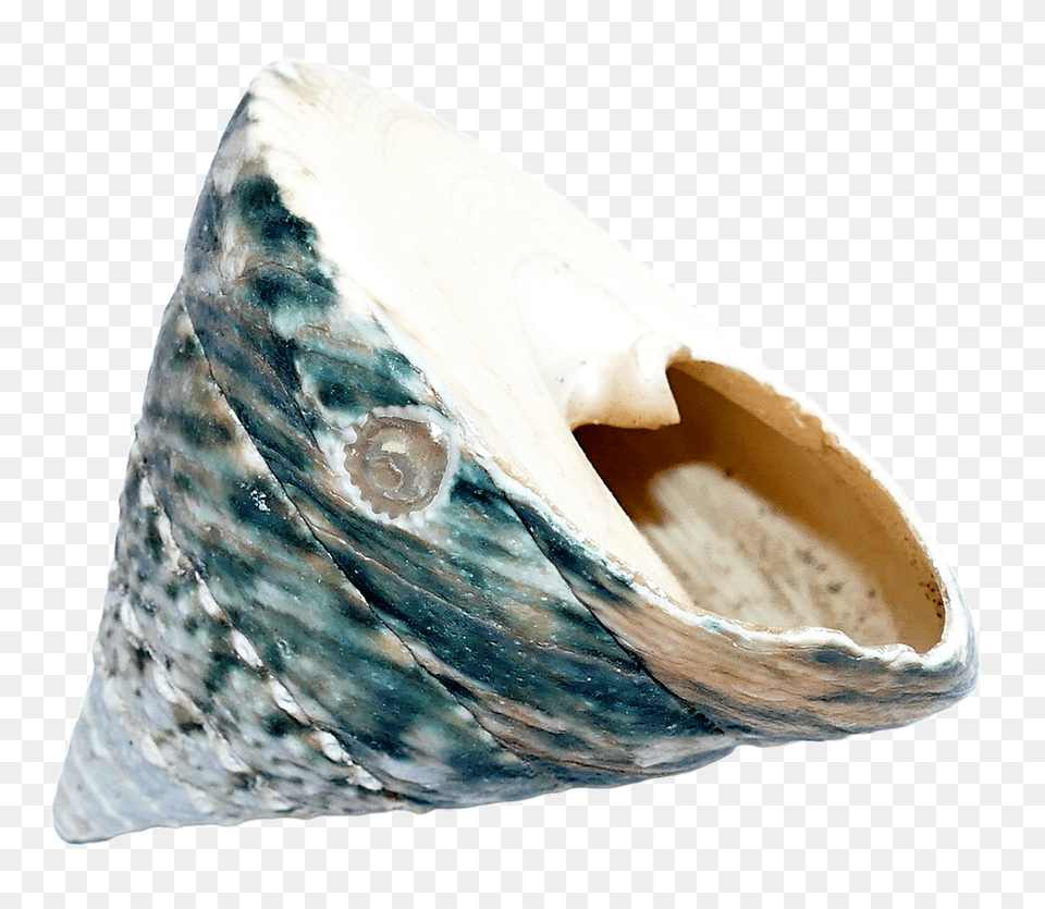 Pngpix Com Sea Shell Transparent Image, Animal, Invertebrate, Sea Life, Seashell Png