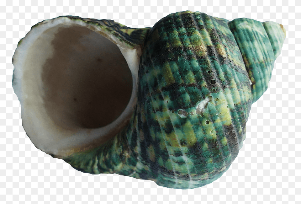Pngpix Com Sea Shell Transparent Image, Animal, Invertebrate, Sea Life, Seashell Free Png