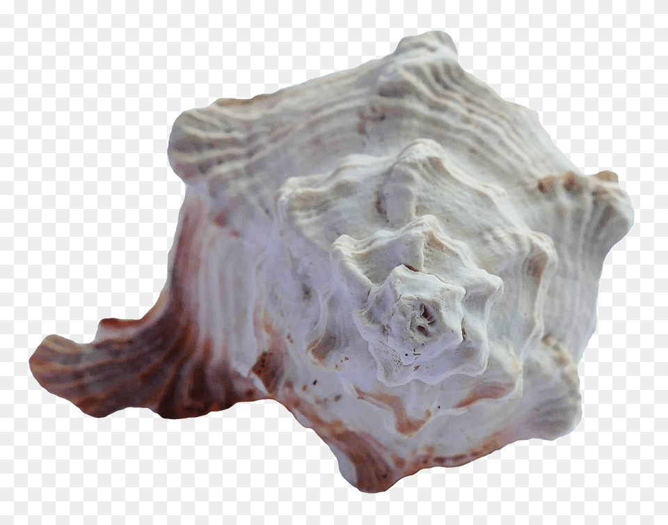 Pngpix Com Sea Shell Transparent Image, Invertebrate, Seashell, Animal, Sea Life Free Png Download