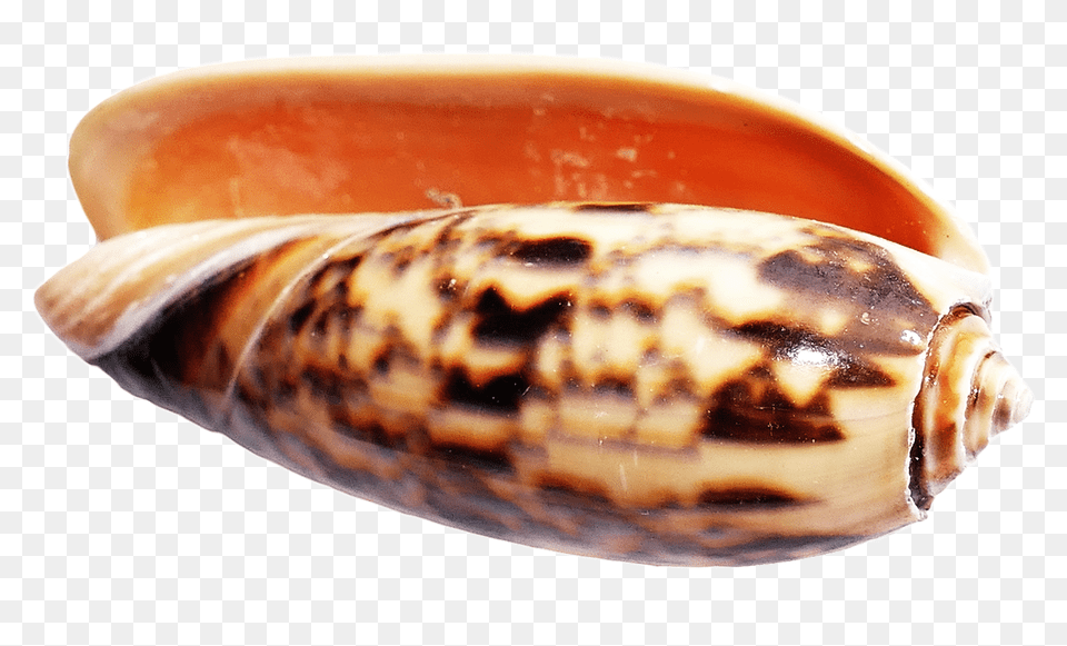 Pngpix Com Sea Shell Transparent Animal, Invertebrate, Sea Life, Seashell Png Image