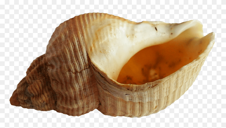 Pngpix Com Sea Shell Transparent Image, Animal, Invertebrate, Sea Life, Seashell Free Png