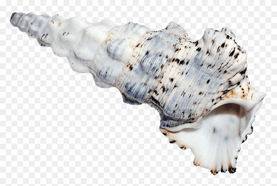 Pngpix Com Sea Shell Transparent Image, Invertebrate, Animal, Seashell, Sea Life Png