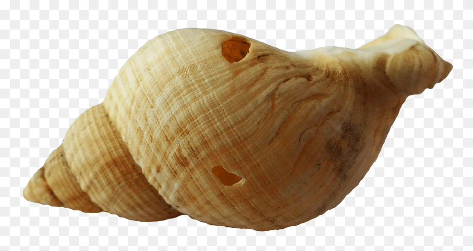 Pngpix Com Sea Shell Transparent Animal, Invertebrate, Sea Life, Seashell Png Image