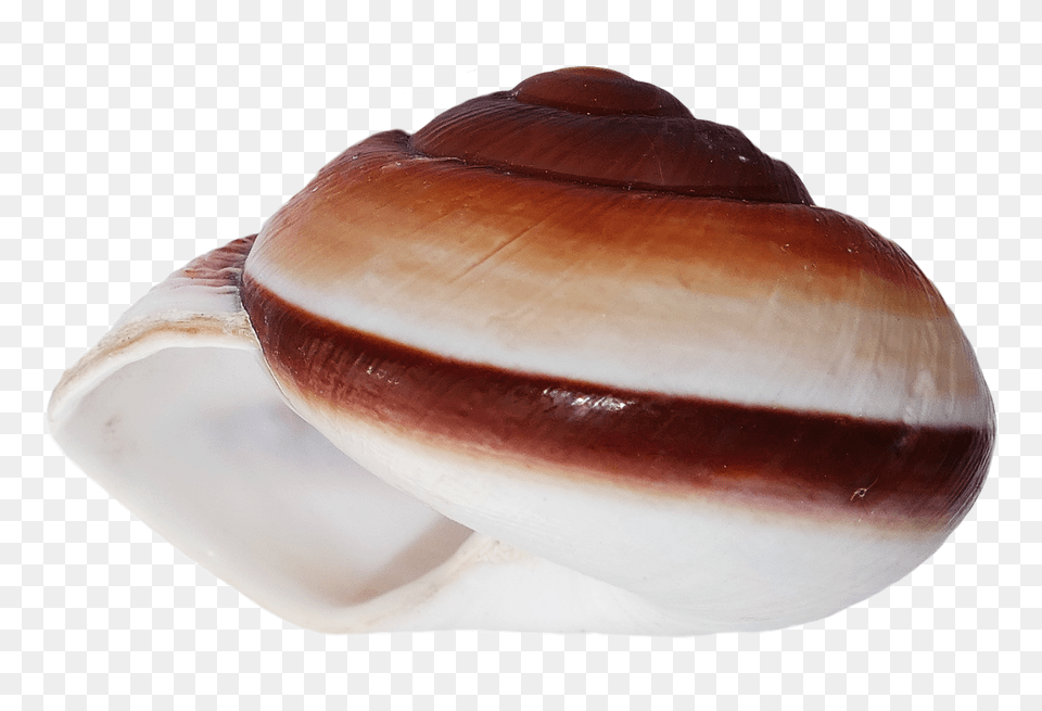 Pngpix Com Sea Shell Transparent Image, Animal, Invertebrate, Sea Life, Seashell Png