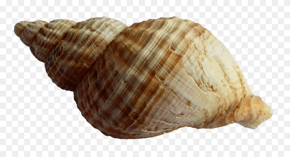 Pngpix Com Sea Shell Image, Animal, Invertebrate, Sea Life, Seashell Free Transparent Png