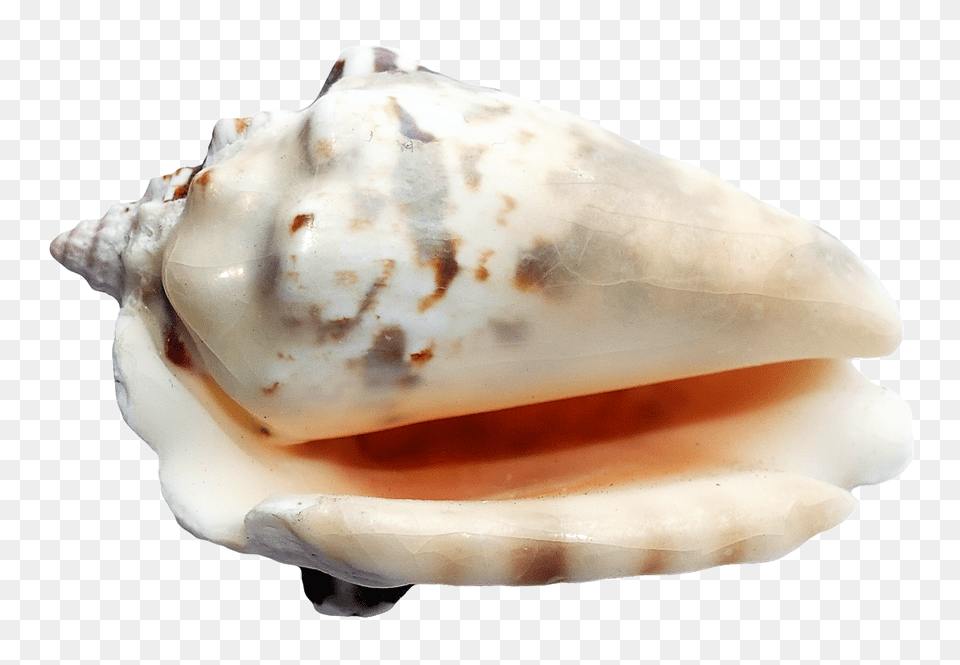 Pngpix Com Sea Shell Image, Animal, Invertebrate, Sea Life, Seashell Free Transparent Png