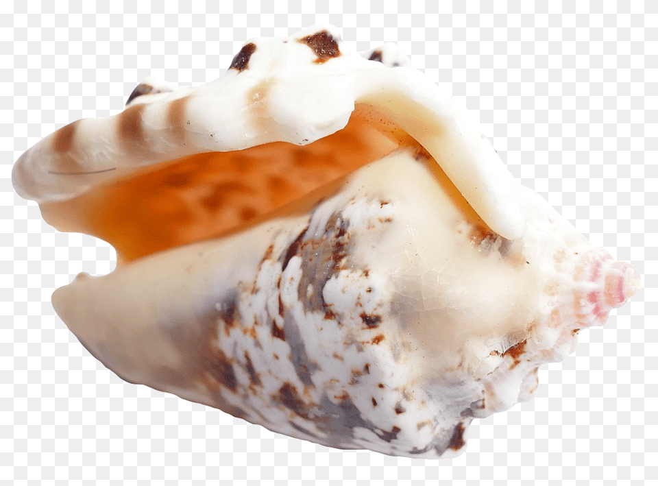 Pngpix Com Sea Shell Transparent Image, Animal, Invertebrate, Sea Life, Seashell Free Png