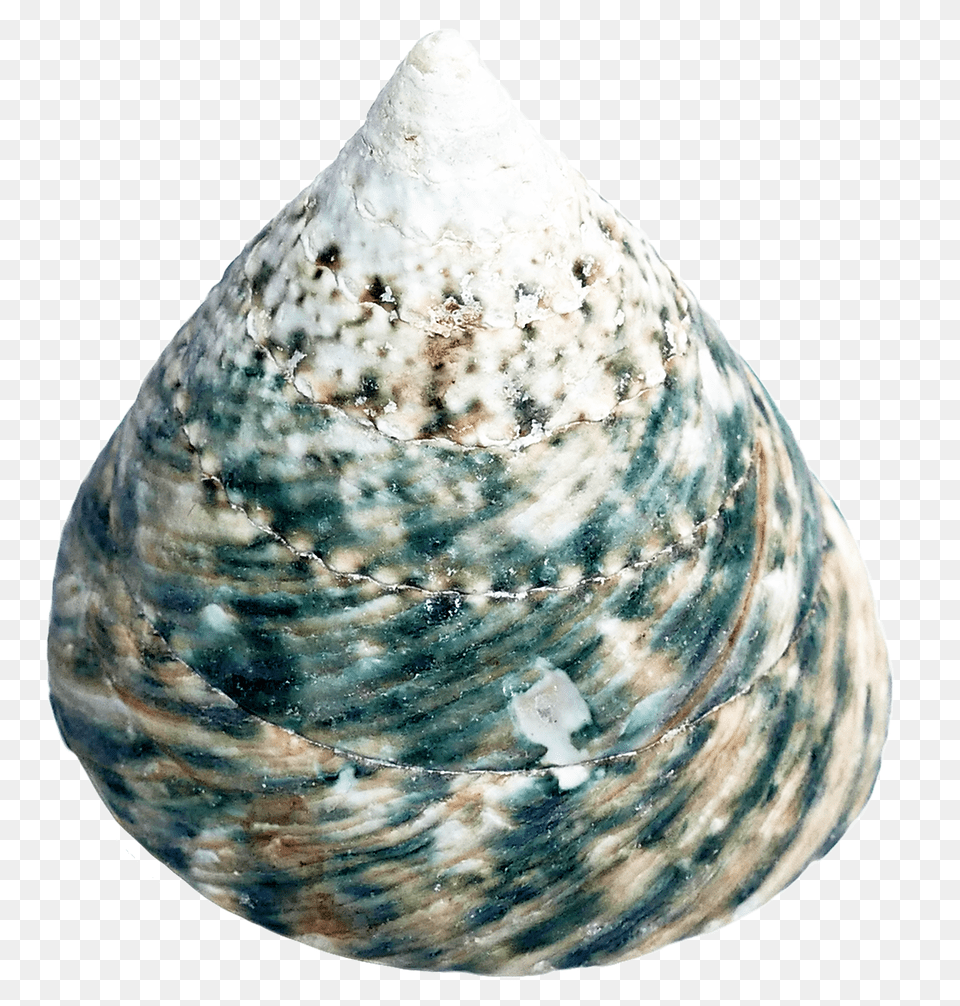 Pngpix Com Sea Shell Transparent Image, Animal, Clam, Food, Invertebrate Free Png Download
