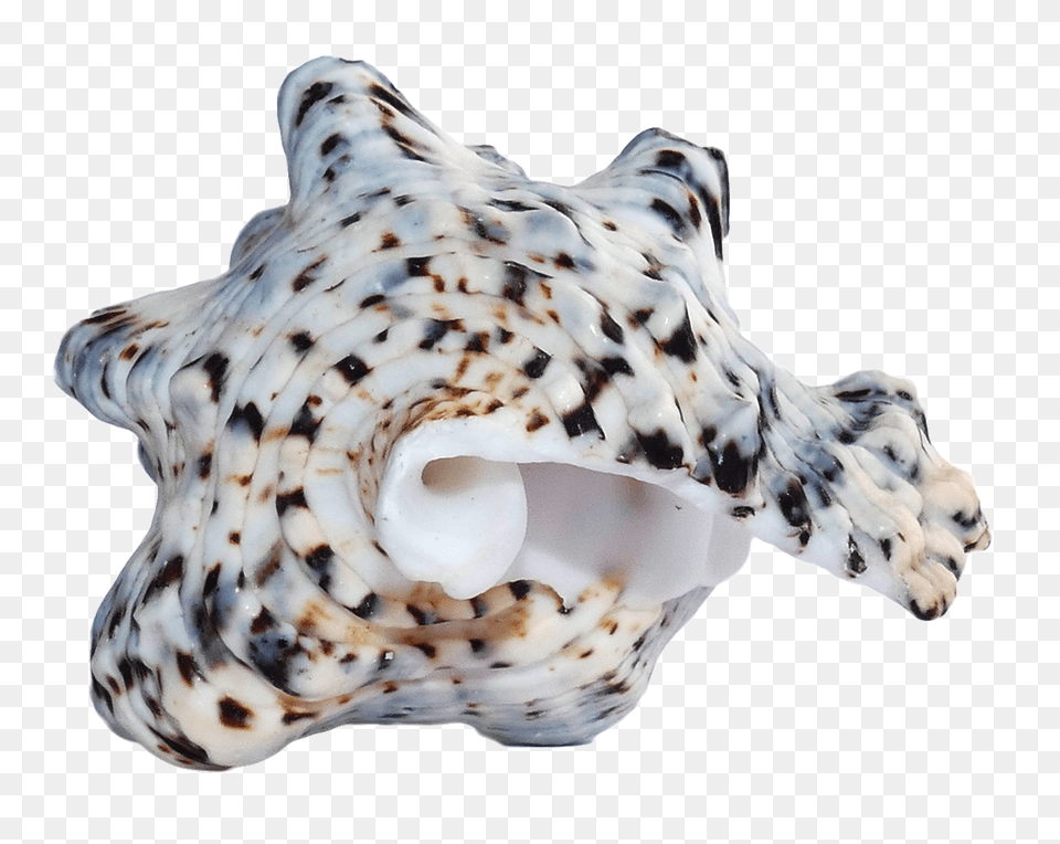 Pngpix Com Sea Shell Transparent Image, Animal, Invertebrate, Sea Life, Seashell Free Png Download