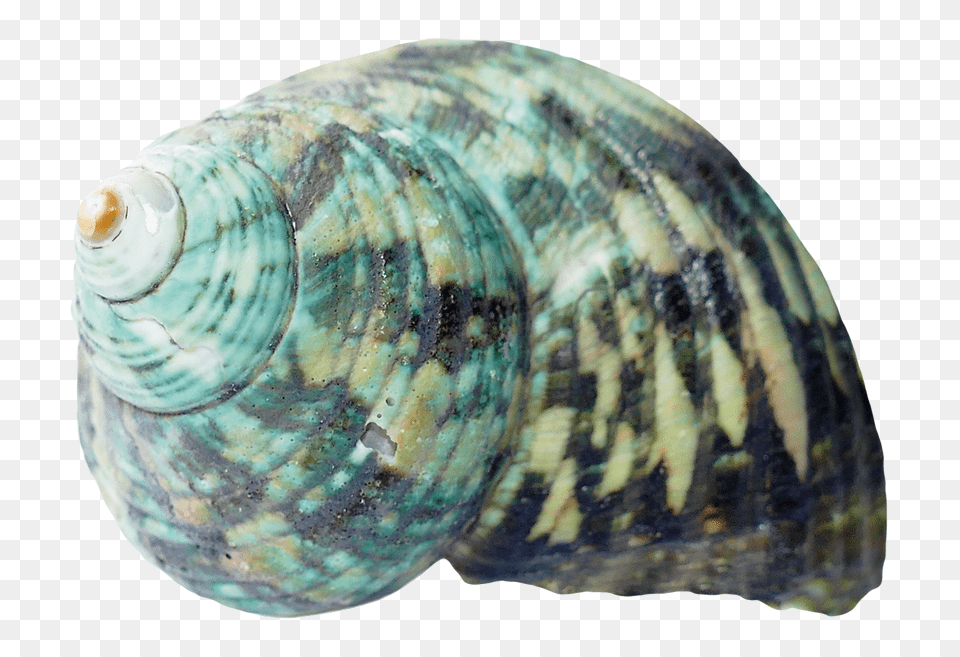 Pngpix Com Seashell Transparent Image, Animal, Sea Life, Invertebrate, Reptile Free Png