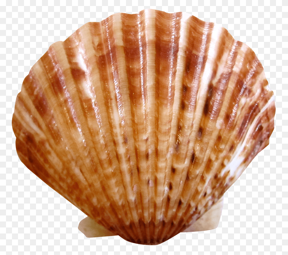 Pngpix Com Shell Image, Animal, Clam, Food, Invertebrate Free Transparent Png